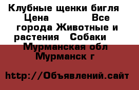 Клубные щенки бигля › Цена ­ 30 000 - Все города Животные и растения » Собаки   . Мурманская обл.,Мурманск г.